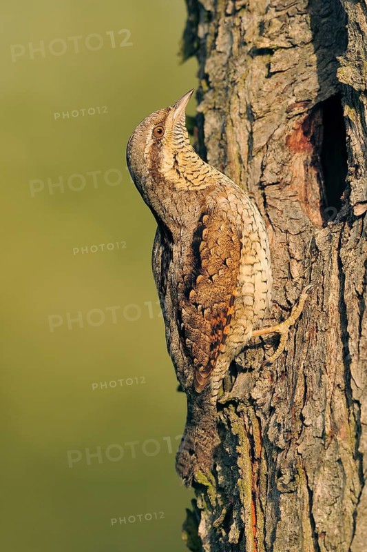 Eurasian Wryneck (Jynx torquilla), Baden-Wuerttemberg, Germany