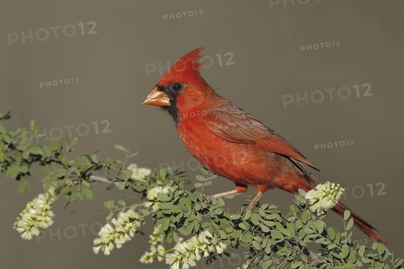 Northern Cardinal (Cardinalis cardinalis), Texas, USA
