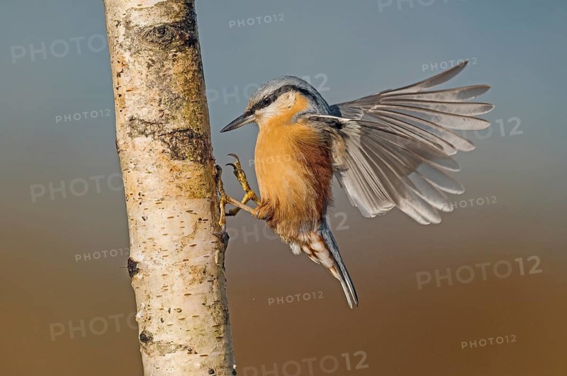 Eurasian Nuthatch (Sitta europaea) spreading wings, Aosta Valley, Italy