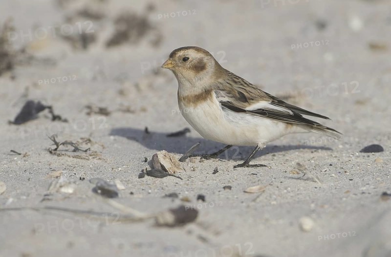 Snow Bunting (Plectrophenax nivalis), Schleswig-Holstein, Germany