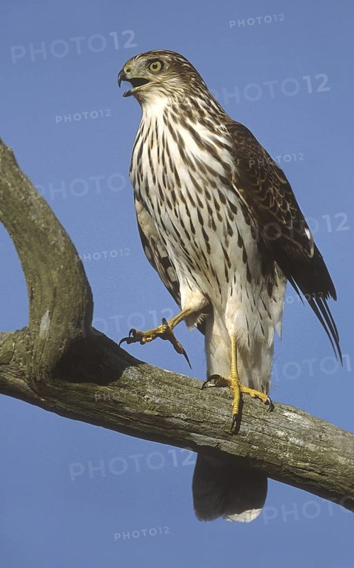Cooper's Hawk (Accipiter cooperii), New Jersey, USA