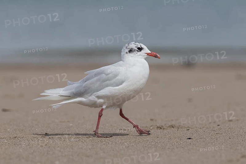 Mediterranean Gull (Ichthyaetus melanocephalus), Wales, United Kingdom