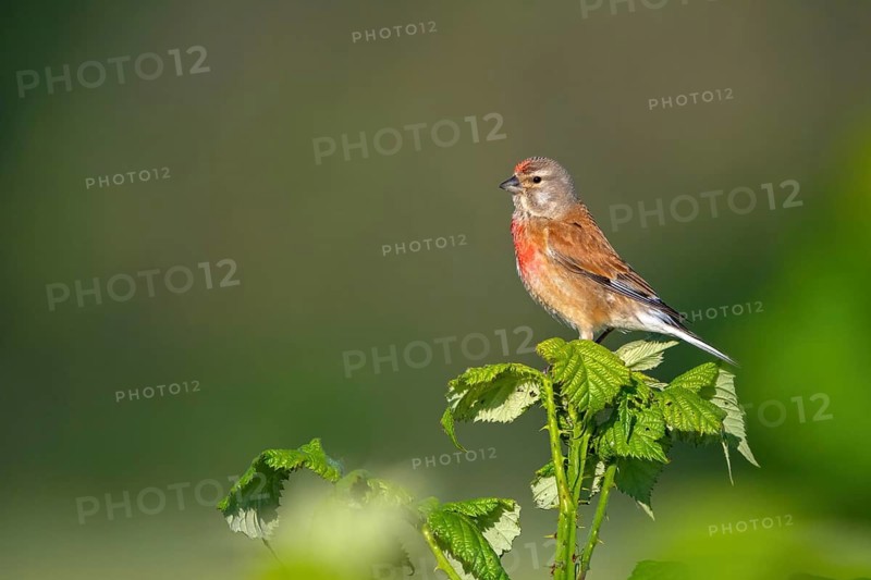 Linnet, Common Linnet, Eurasian Linnet, (Carduelis cannabin), (Acanthis cannabina), Linotte mÈlodieuse, Pardillo Com?n
