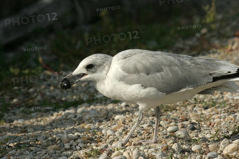 Seagull with captured water beetle (Hydrophilus piceus) Lake Neusiedl, Burgenland, Austria, Burgenland, Austria