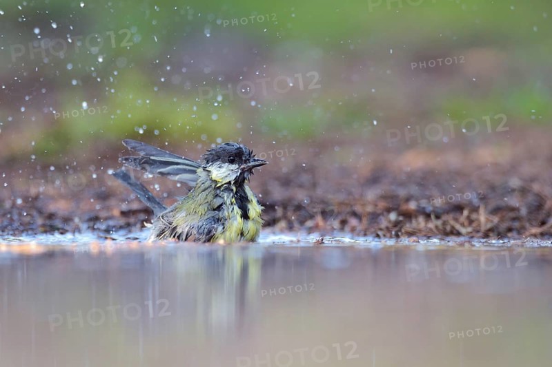Great Tit (Parus major) bathing, Netherlands