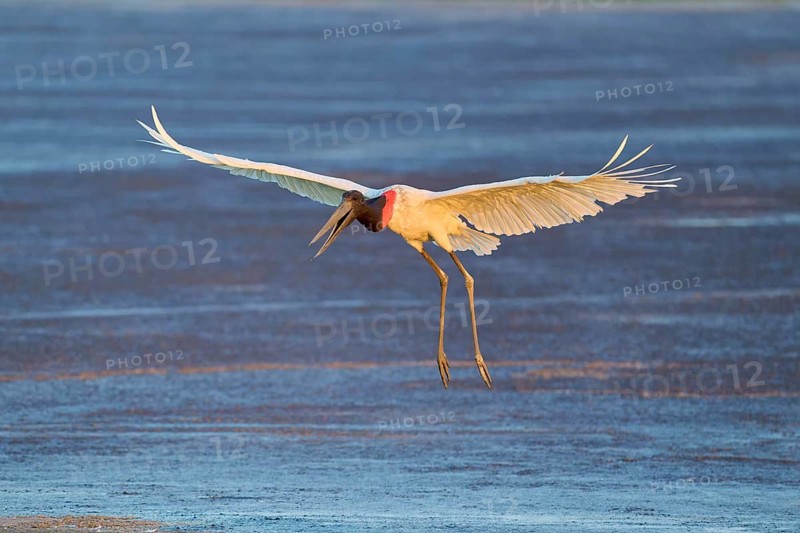 A bird hovers over a body of water at dusk, Jabiru (Jabiru mycteria), Pantanal, Mato Grosso, Brazil