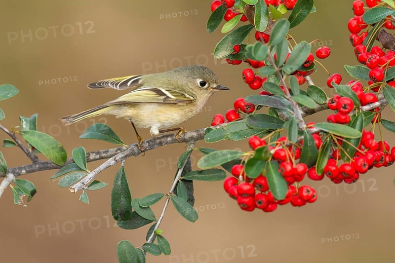 Ruby-crowned Kinglet (Regulus calendula), Texas, USA