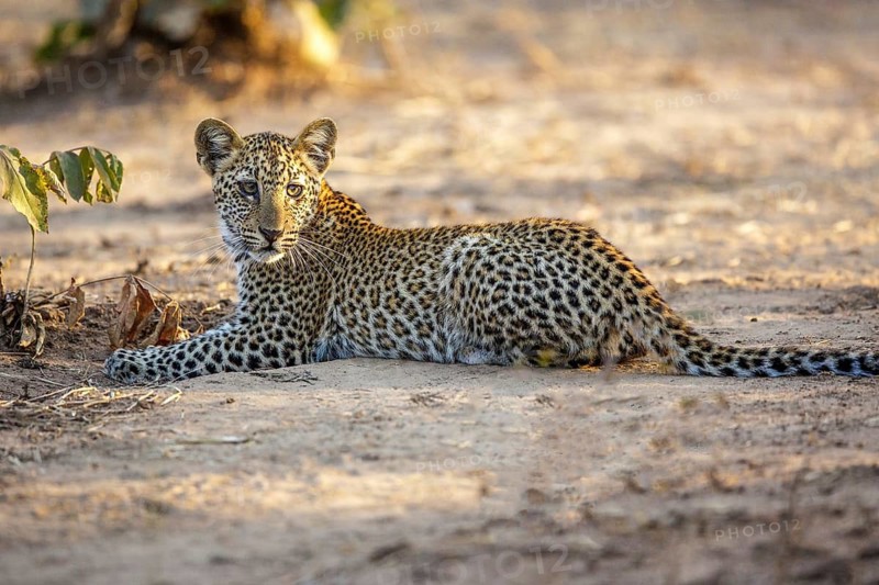 Leopard (Panthera pardus) juvenile, South Africa