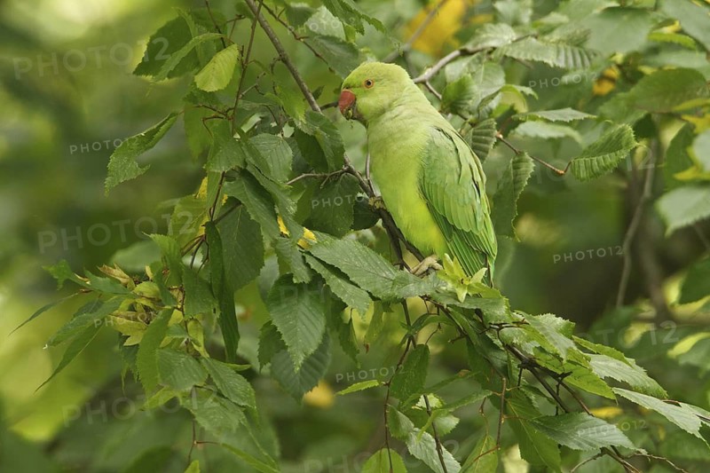 Rose-ringed Parakeet (Psittacula krameri), Rhineland-Palatinate, Germany