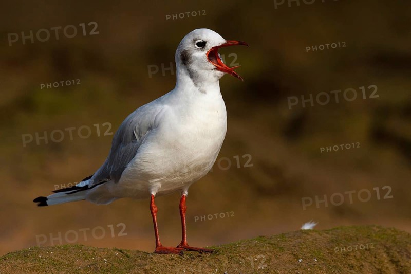 Black-headed Gull (Chroicocephalus ridibundus) calling, Asturias, Spain