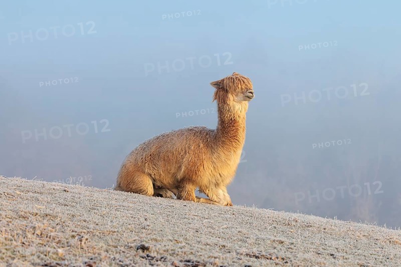 Alpaca (Vicugna pacos), white animal, adult animal, female animal, laying down, frost-covered meadow, hilly terrain, forest, fog, winter, snow, minus 15 °C, farm animal, Slovakia