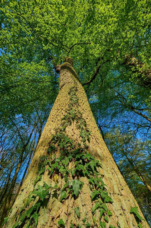 Oak (Quercus), mighty tree trunk climbing upwards overgrown with ivy, spring, Bullau nature reserve, Erlensee, Hanau, Hesse, Germany