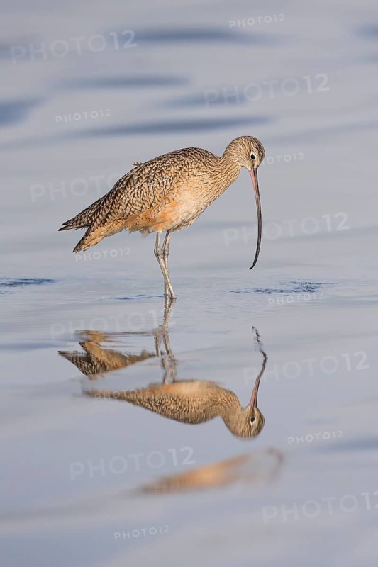 Long-billed Curlew : Morro Strand State Beach : Morro Bay, CA