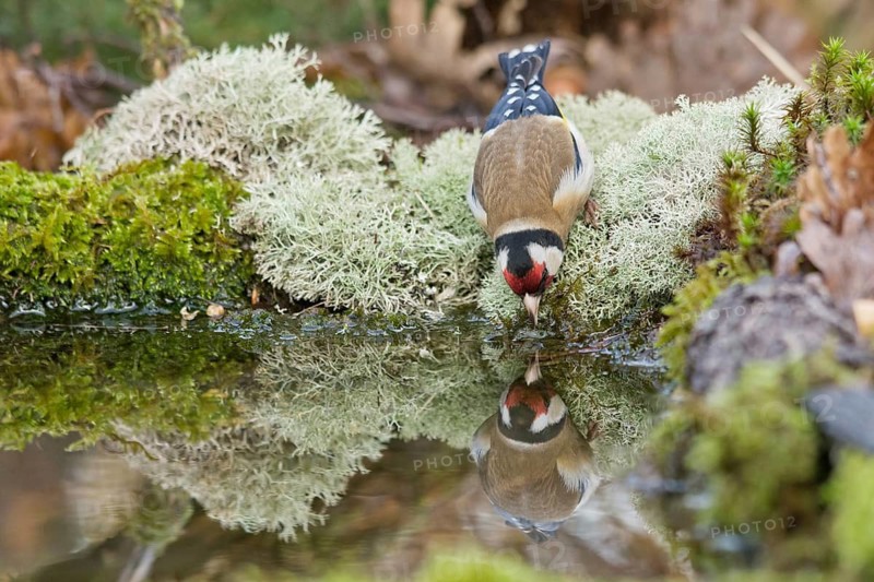 European Goldfinch (Carduelis carduelis) male drinking at a waterhole, Liguria, Italy