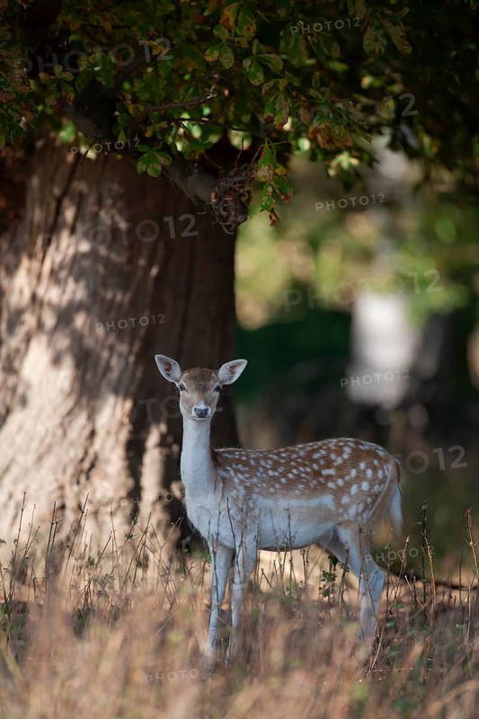 Fallow deer (Dama dama) adult female doe standing in a woodland, England, United Kingdom