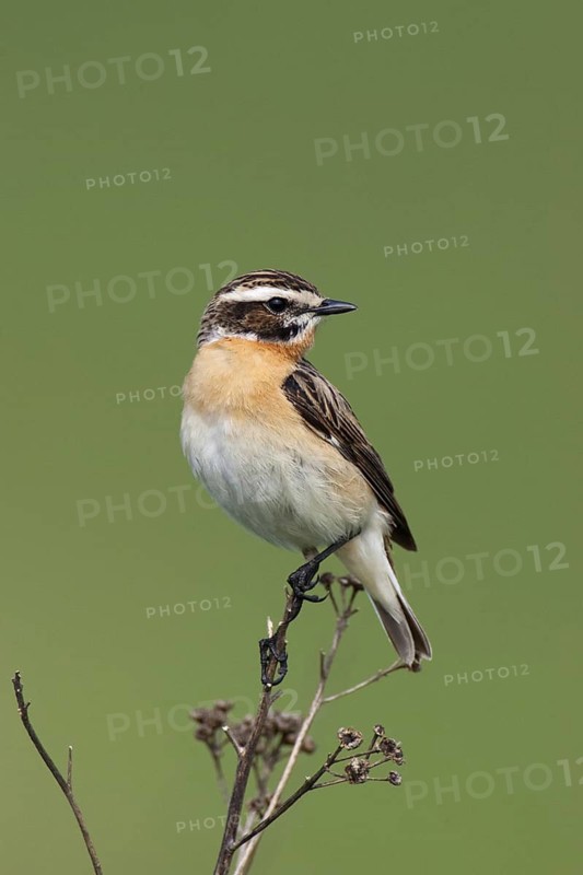 Whinchat (Saxicola rubetra) male, Brandenburg, Germany