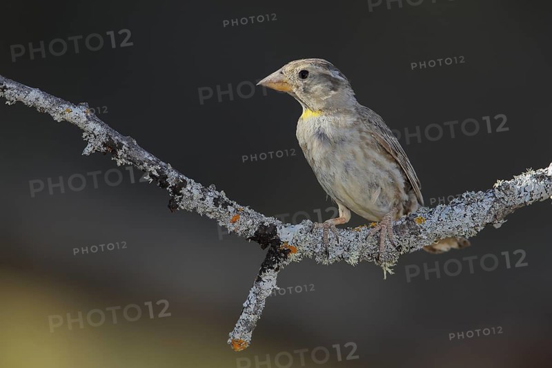 Rock Sparrow (Petronia petronia) juvenile perched on lichen branch, Andalusia, Spain