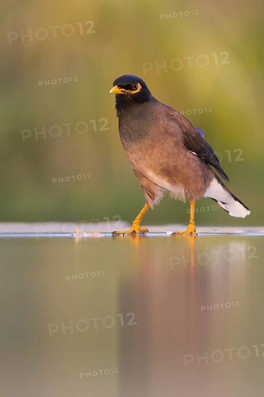 Common Myna - Hirtenmaina - Acridotheres tristis, Oman