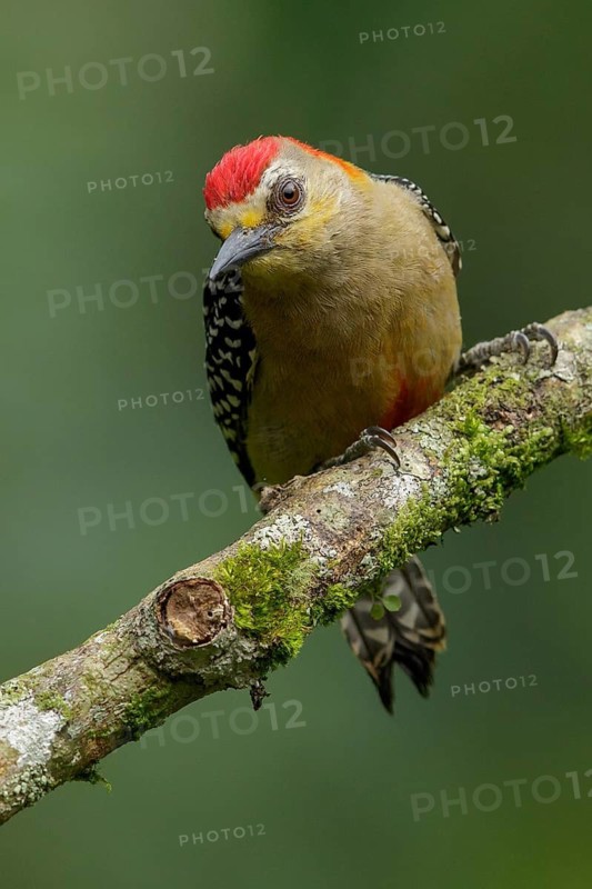 Red-crowned Woodpecker (Melanerpes rubricapillus) perched on a branch in the Andes Mountains of Colombia