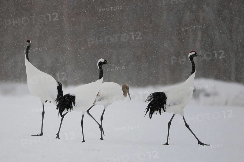 Red-crowned Crane (Grus japonensis), Hokkaido, Japan