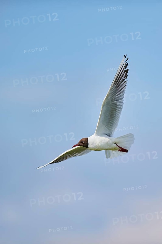 Black-headed gull (Chroicocephalus ridibundus), flying, Camargue, France