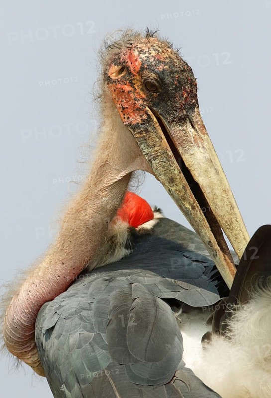 Marabou Stork (Leptoptilos crumenifer), Uganda