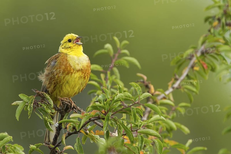 Yellowhammer (Emberiza citrinella) male singing, Rhineland-Palatinate, Germany
