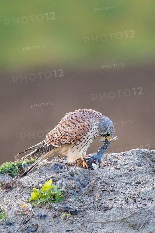Common Kestrel (Falco tinnunculus) feeding on a finch prey, Hesse, Germany