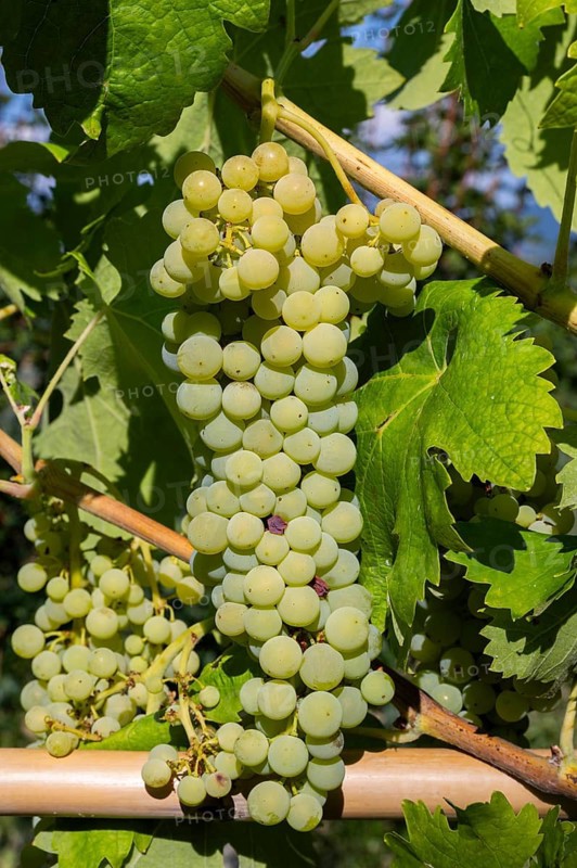 Grapes growing in a vineyard in Chianti at sunrise, Chianti Region, Tuscany, Italy