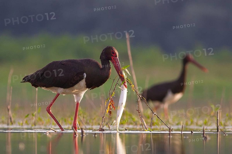 Black Stork (Ciconia nigra) with fish prey in beak, Tiszaalpár, Hungary