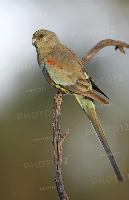 Mulga Parrot (Psephotellus varius) female, Victoria, Australia