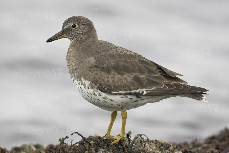 Surfbird (Calidris virgata), British Columbia, Canada