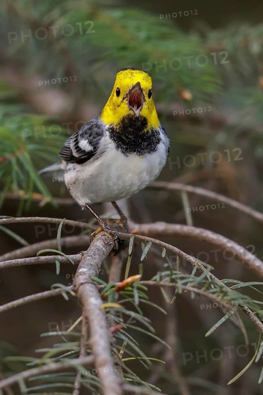 Hermit Warbler (Setophaga occidentalis) perched on a branch in Washington State, USA
