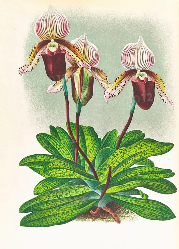 Orchid, Cypripedium barbato veitchianum, authentic reproduction of an illustration by Jean Jules Linden (1817 - 1898), Luxembourgish-Belgian botanist, one of the fathers of orchid research, Historical