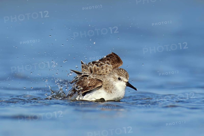 Red-necked Stint (Calidris ruficollis), Victoria, Australia