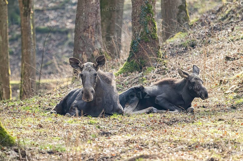 Elk (Alces alces) lying on a meadow in a forest, Bavaria, Germany