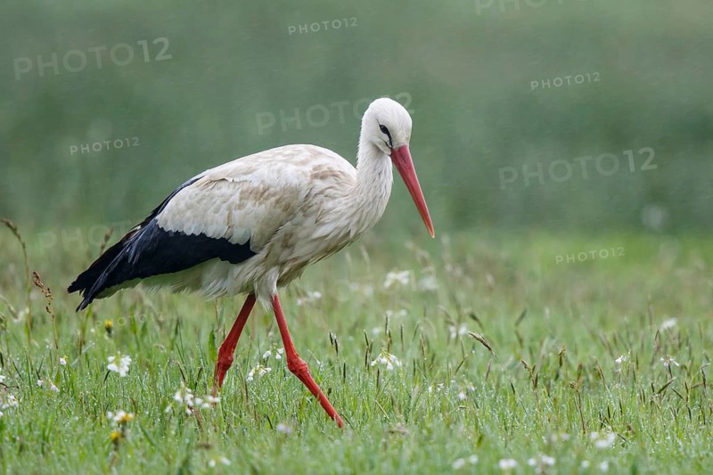 White Stork (Ciconia ciconia) foraging in the rain, North Rhine-Westphalia, Germany