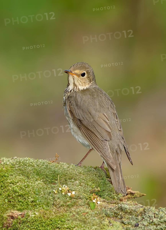 Swainson's Thrush (Catharus ustulatus) perched on mossy ground, Texas, USA