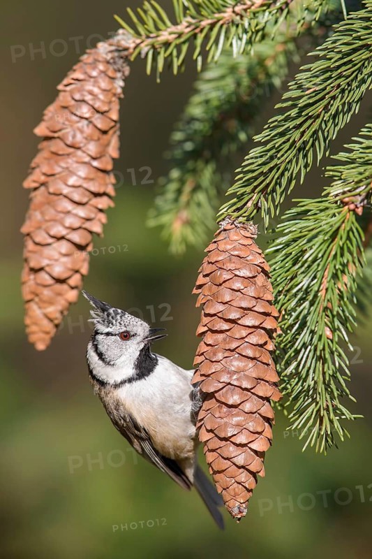 European Crested Tit (Lophophanes cristatus) perched on a spruce branch, Poland