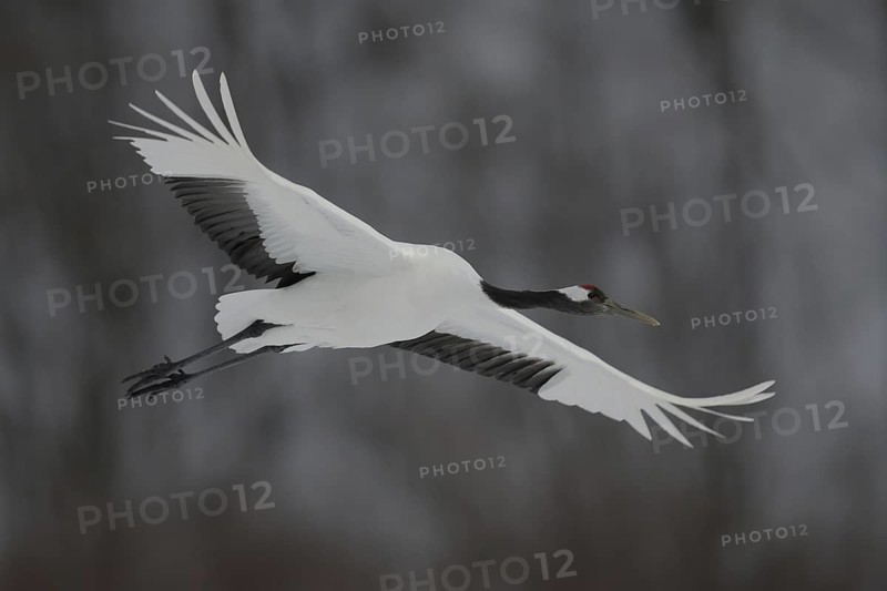 Red-crowned Crane (Grus japonensis) flying, Hokkaido, Japan