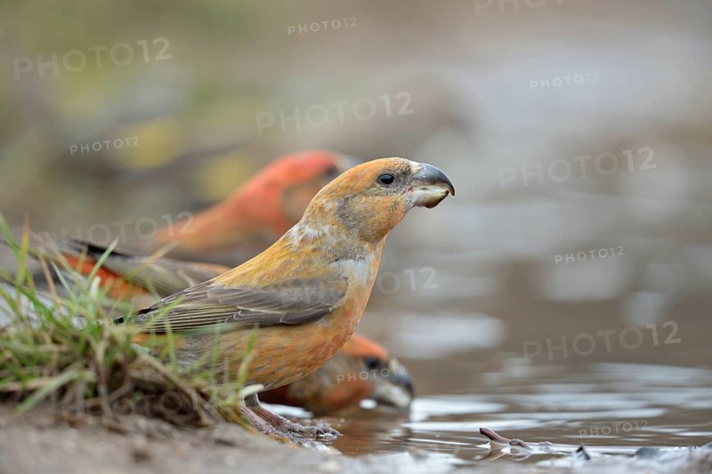 Wasserschöpfend... Kiefernkreuzschnäbel *Loxia pytyopsittacus*