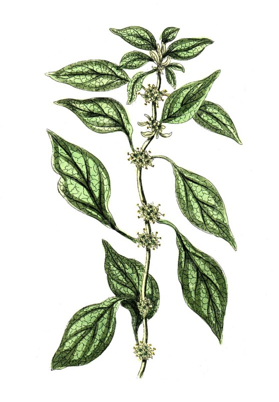 Parietaria officinalis, digital reproduction of a historical original, between 1790 and 1810