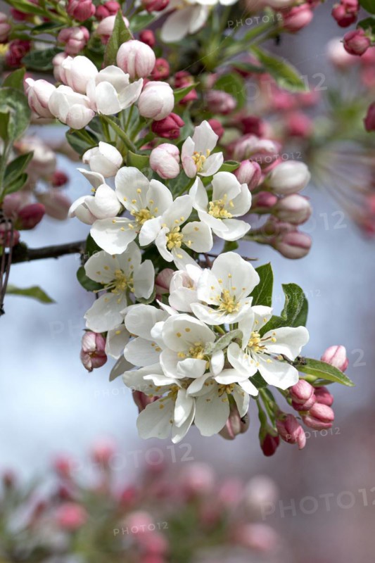 Ornamental apple (Malus toringo 'Tina'), Anchers Havecenter, Ditfurt, Saxony-Anhalt, Germany