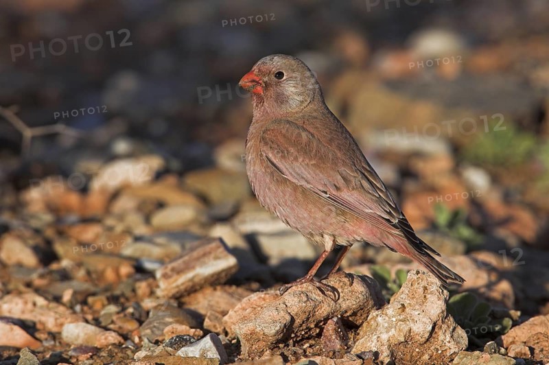 Trumpeter Finch (Bucanetes githagineus)