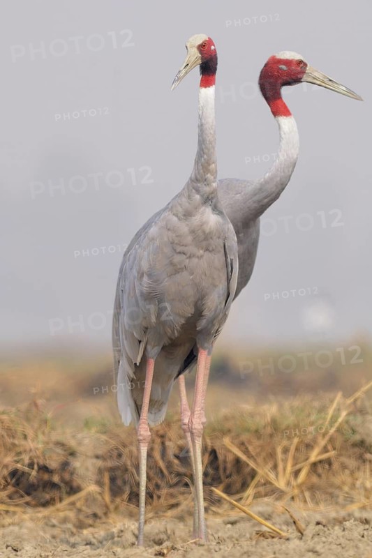 Sarus Crane (Antigone antigone) foraging, Keoladeo National Park, India