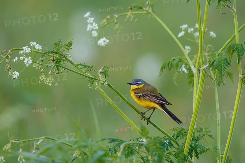 Western Yellow Wagtail (Motacilla flava) male, North Rhine-Westphalia, Germany
