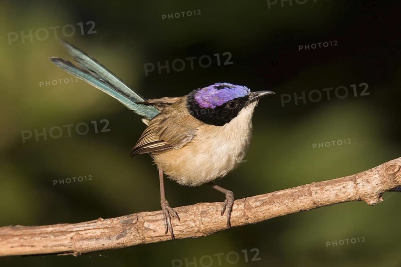 Purple-crowned Fairywren (Malurus coronatus) male, Northern Territory, Australia
