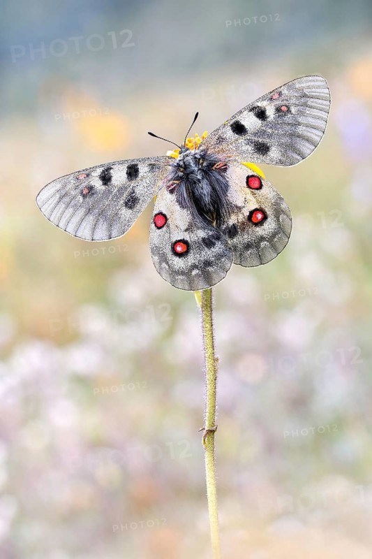 Ein dunkles Weibchen des Hochalpen-Apollo (Parnassius sacerdos) mmit geöffneten Flügeln