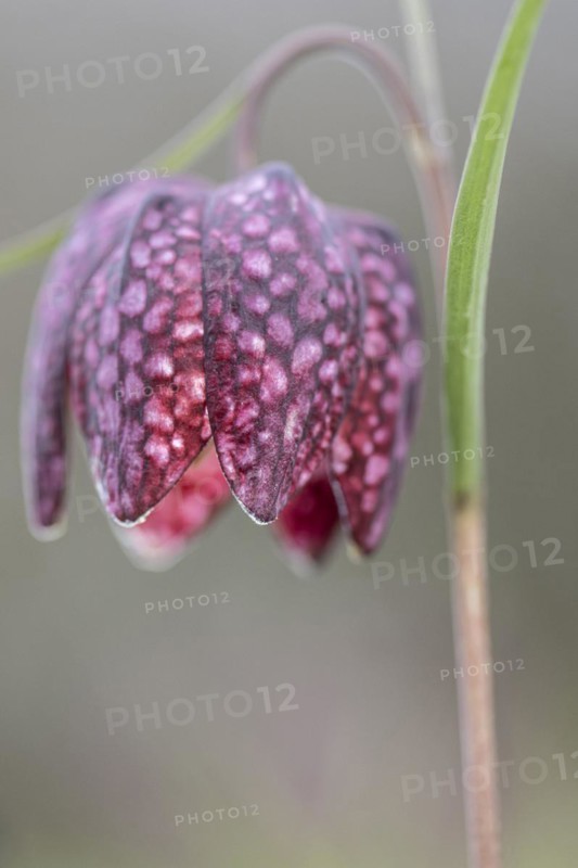 Snake's head fritillary (Fritillaria meleagris), Emsland, Lower Saxony, Germany