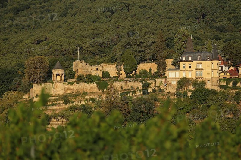 Winzingen Castle and Castle, Haardt, Neustadt an der Weinstraße, Palatinate Forest, Rhineland-Palatinate, Germany